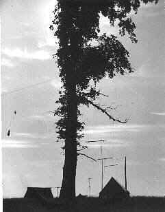 1946 Field Day